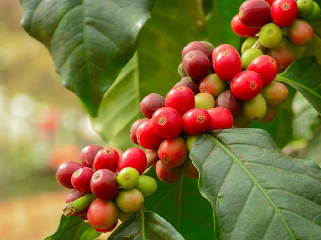 How to Grow Coffee Trees in Your Garden