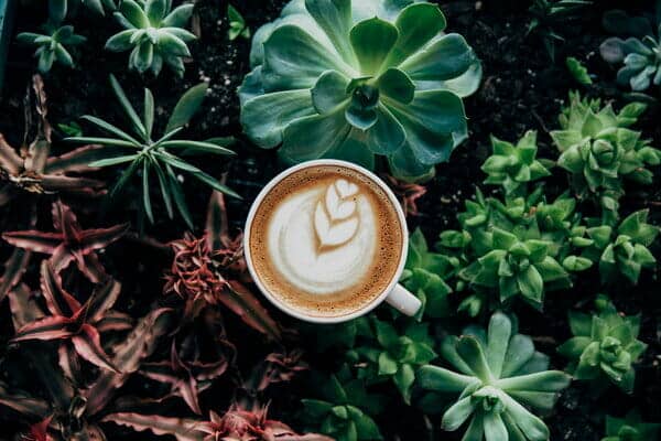 Which Plant Likes Coffee Grounds