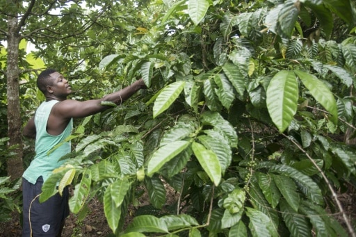 How Much Coffee Per Acre Should You Expect