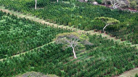 Where is Kona Coffee Plantation
