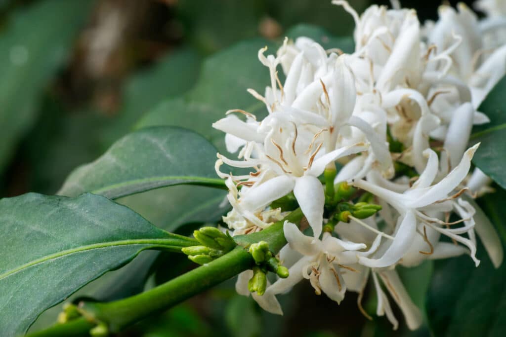 When Do Coffee Plants Bloom