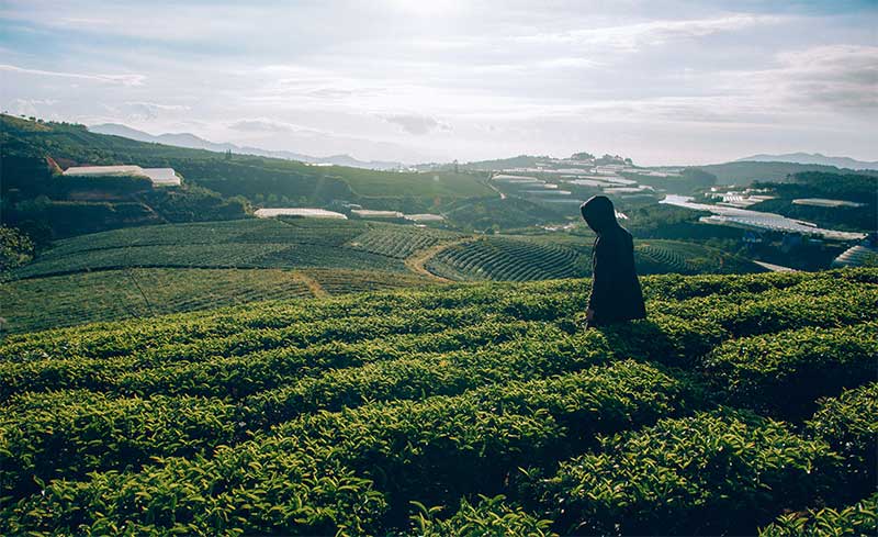 Where to Buy Coffe Plantation