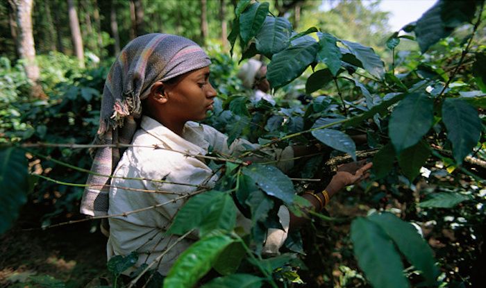Where is Coffee Plantation in India
