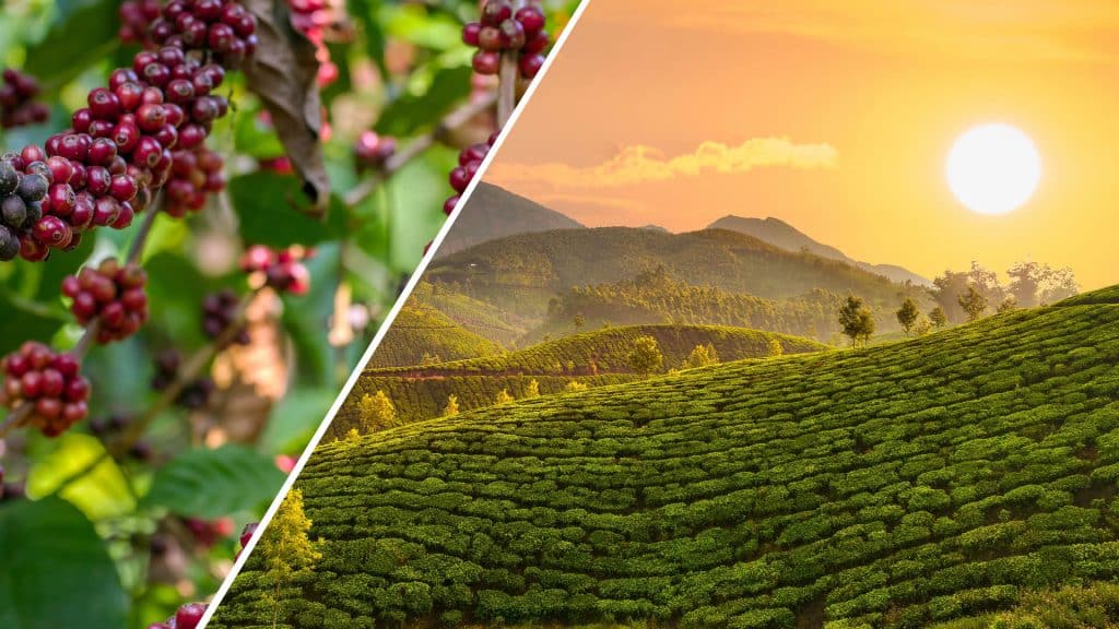 What Is a Coffee Plantation