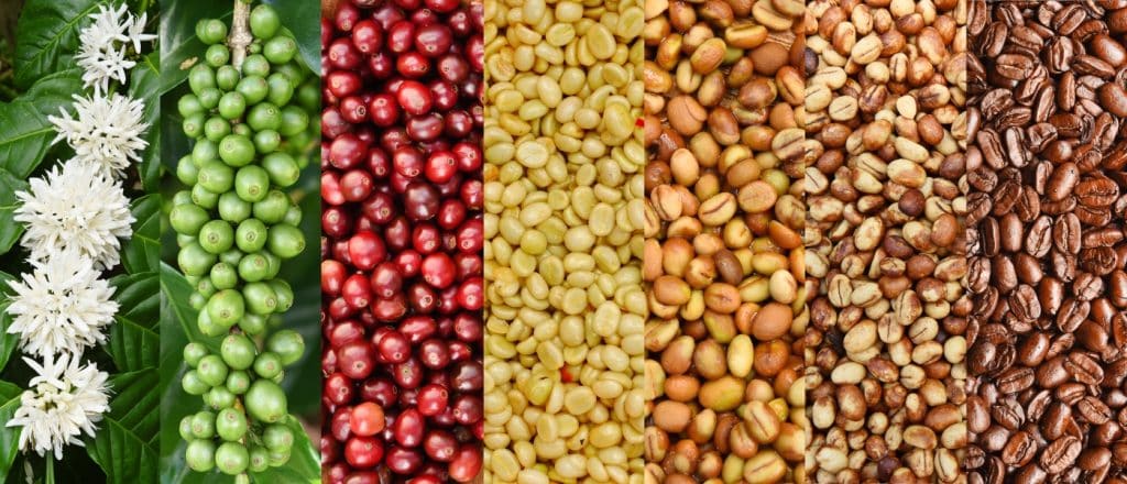 What Plant Does Coffee Beans Come From